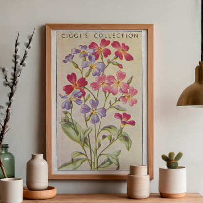 Vintage Virginian Stock Flower Print | 1930's Cigarette Card