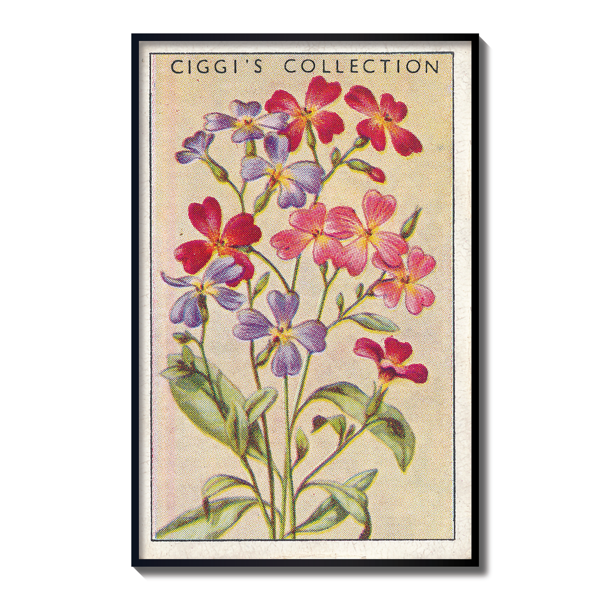 Vintage Virginian Stock Flower Print | 1930's Cigarette Card