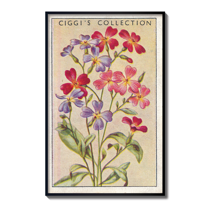 Vintage Virginian Stock Flower Print | 1930's Cigarette Card
