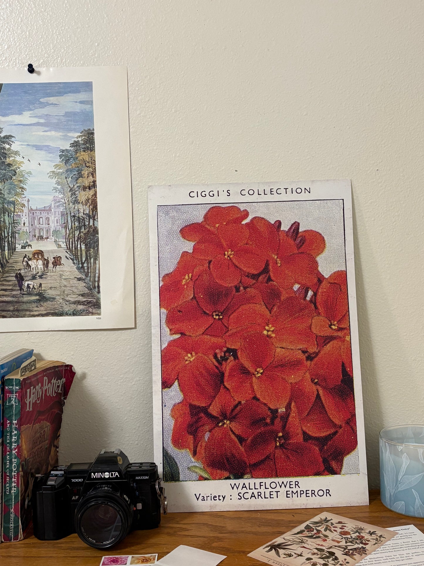 Vintage Wallflower Print | 1930s Cigarette Card Art