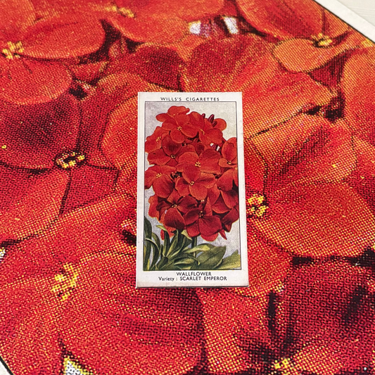 Vintage Wallflower Print | 1930s Cigarette Card Art