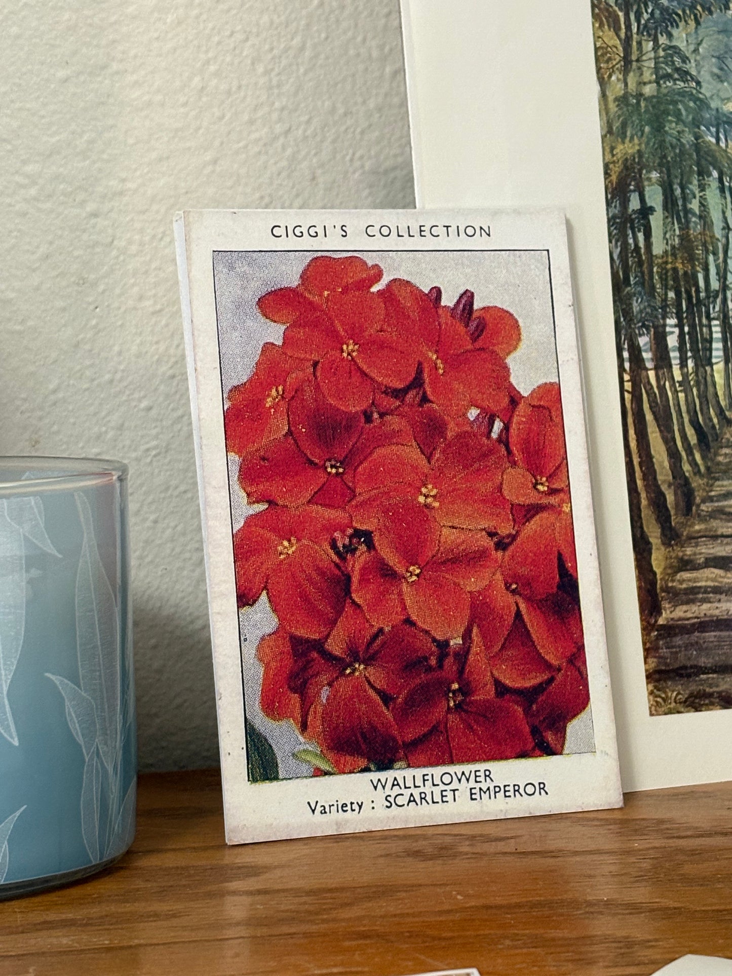 Vintage Wallflower Print | 1930s Cigarette Card Art