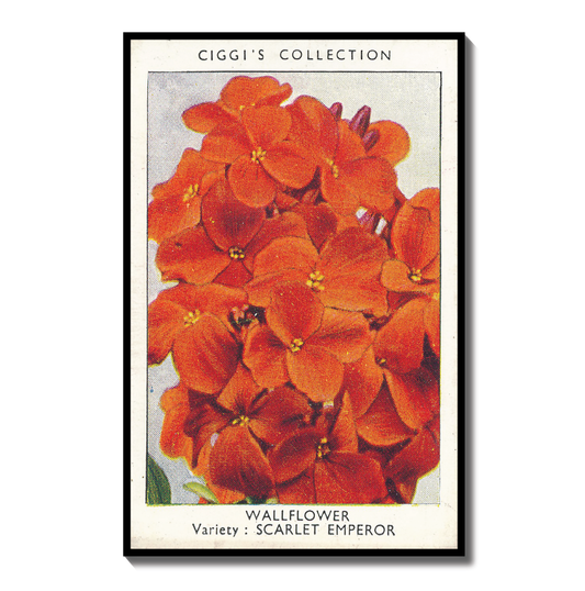 Vintage Wallflower Print | 1930s Cigarette Card Art