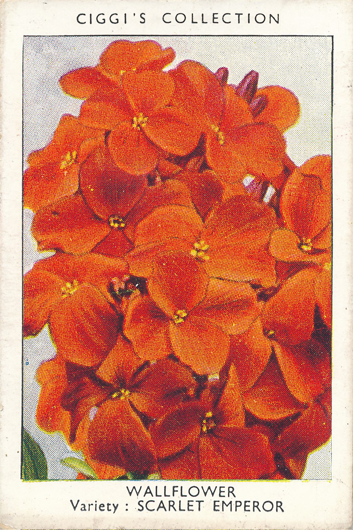 Garden Flowers Posters