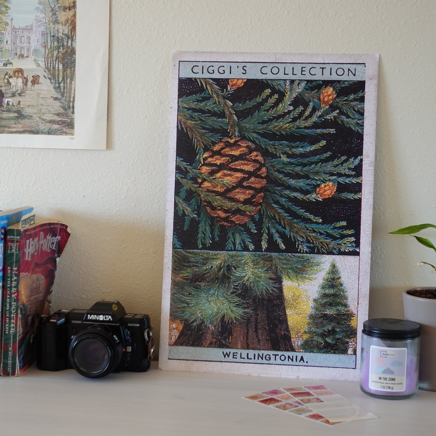 Vintage Wellingtonia Tree Print | 1930's Cigarette Card