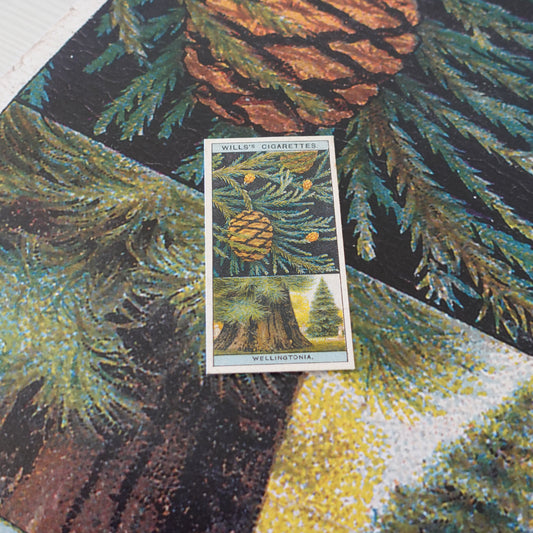 Vintage Wellingtonia Tree Print | 1930's Cigarette Card