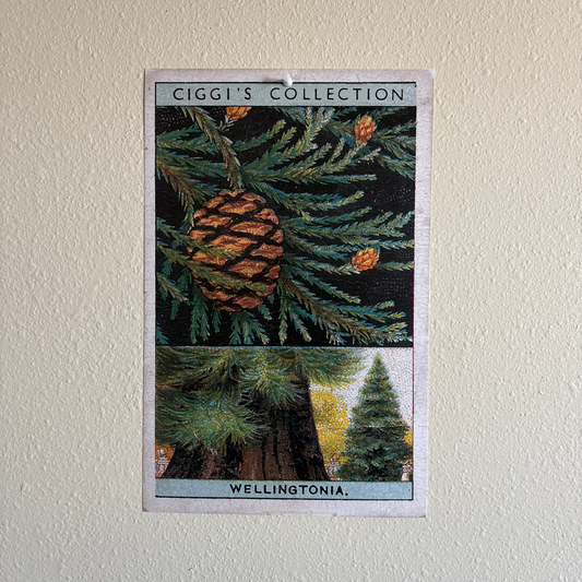 Vintage Wellingtonia Tree Print | 1930's Cigarette Card