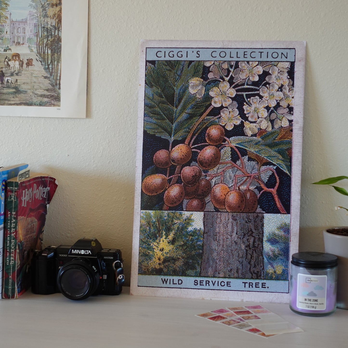 Vintage Wild Service Tree Print | 1930's Cigarette Card