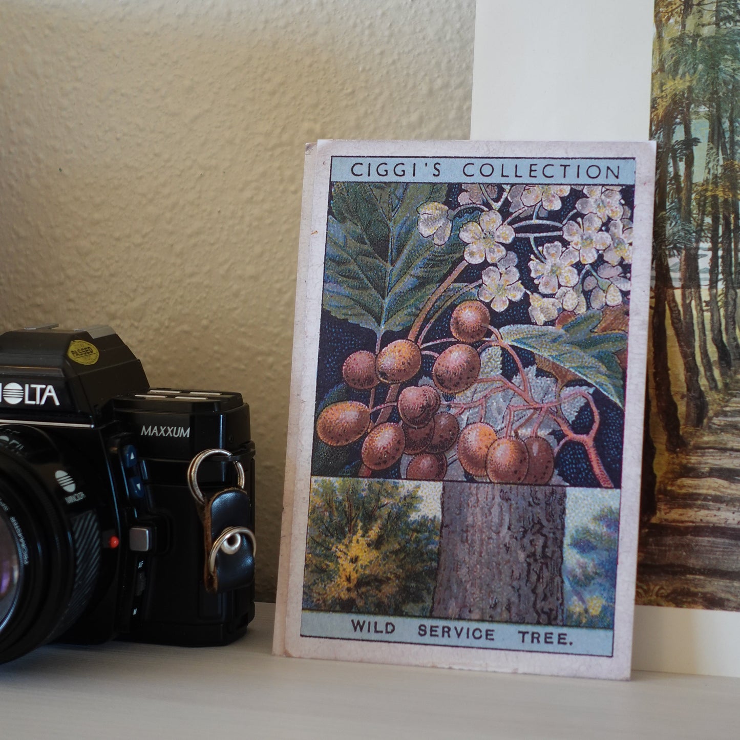 Vintage Wild Service Tree Print | 1930's Cigarette Card