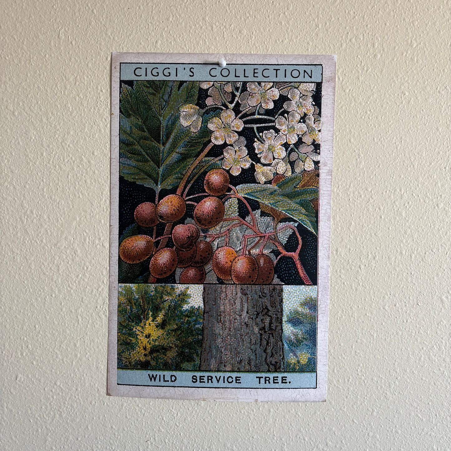 Vintage Wild Service Tree Print | 1930's Cigarette Card