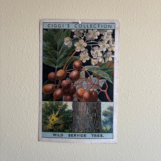 Vintage Wild Service Tree Print | 1930's Cigarette Card