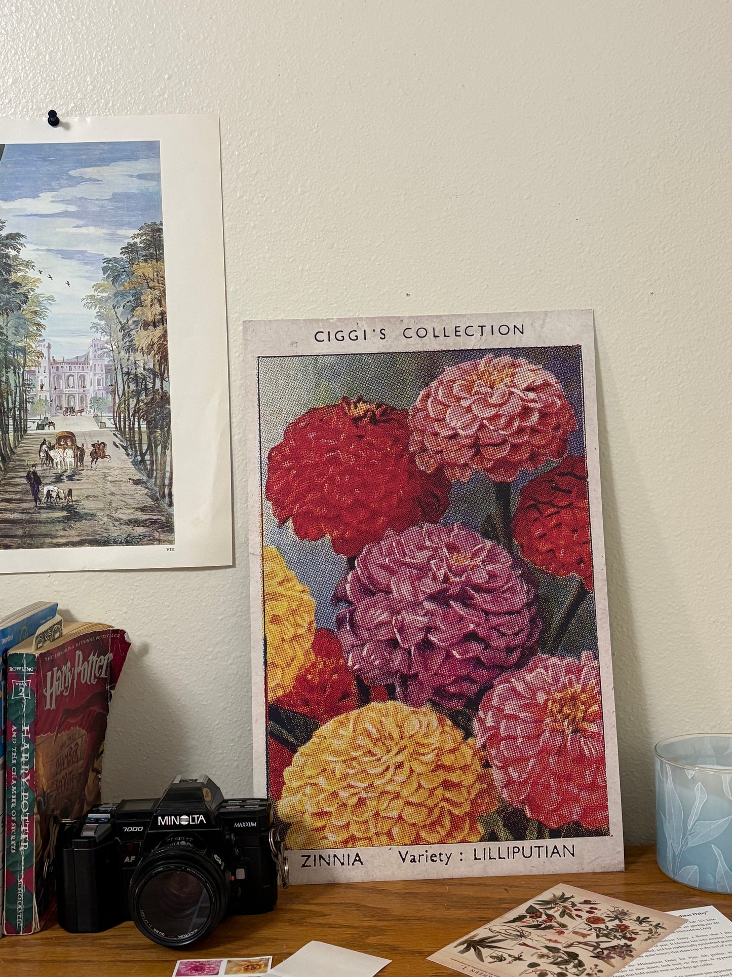 Vintage Zinnia Flower Print | 1930s Cigarette Card Art