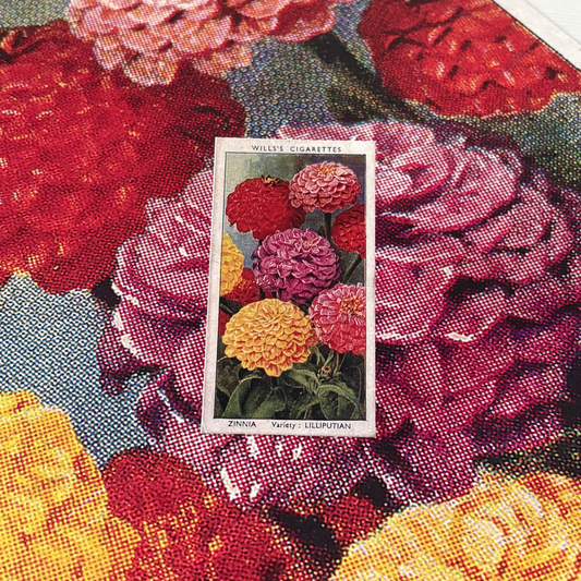 Vintage Zinnia Flower Print | 1930s Cigarette Card Art