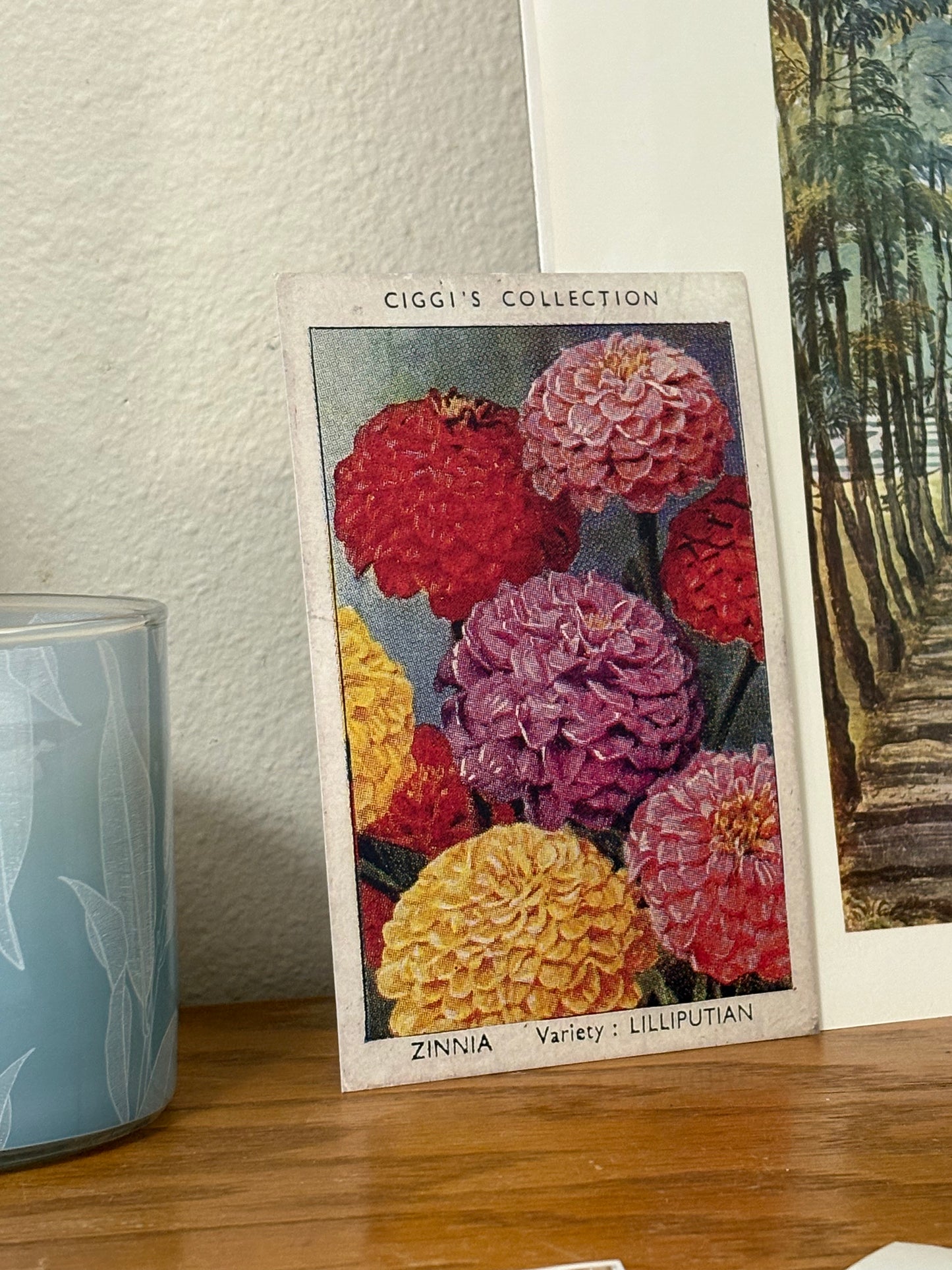 Vintage Zinnia Flower Print | 1930s Cigarette Card Art
