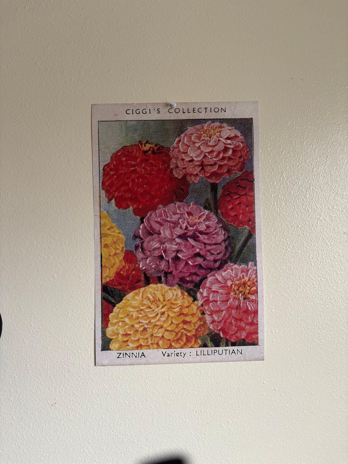 Vintage Zinnia Flower Print | 1930s Cigarette Card Art