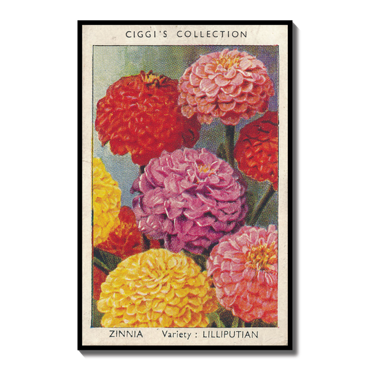 Vintage Zinnia Flower Print | 1930s Cigarette Card Art