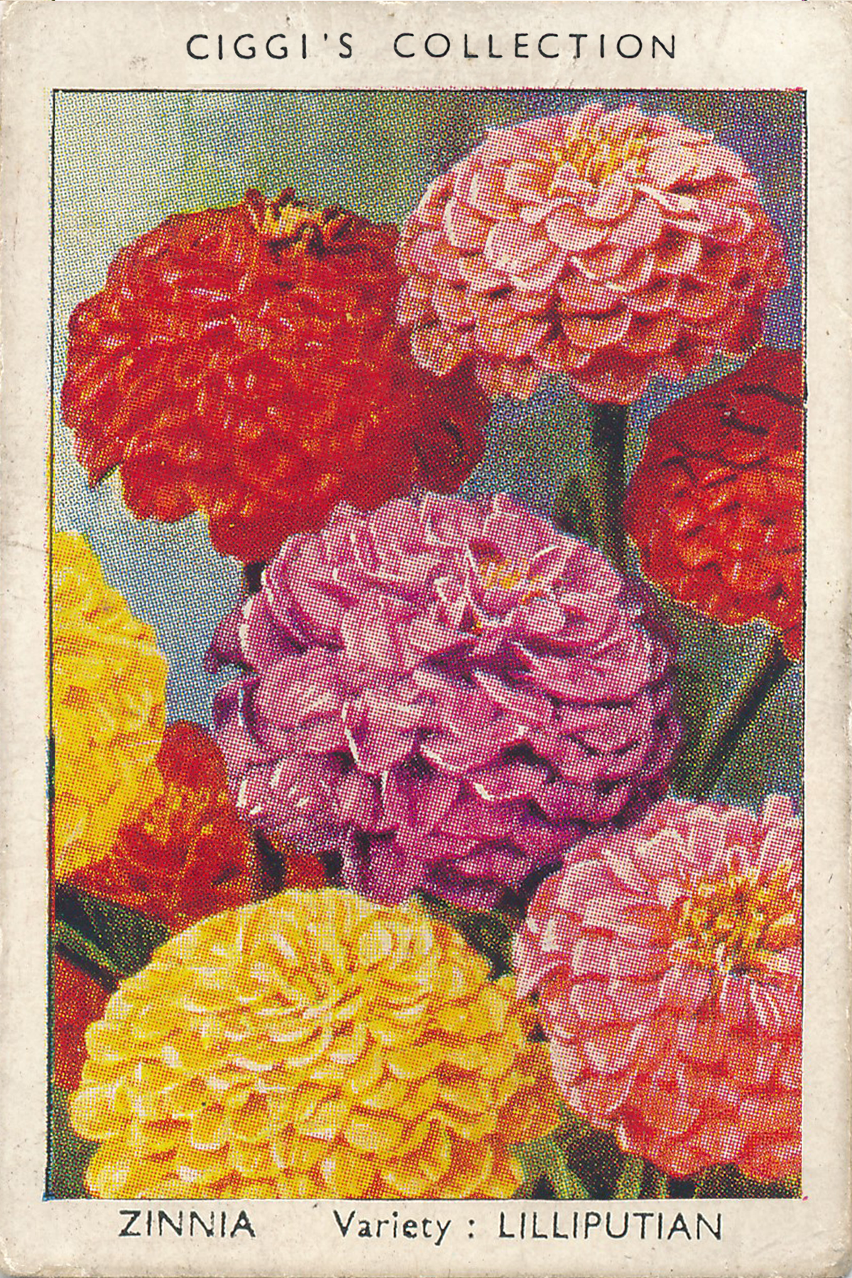 Garden Flowers Posters