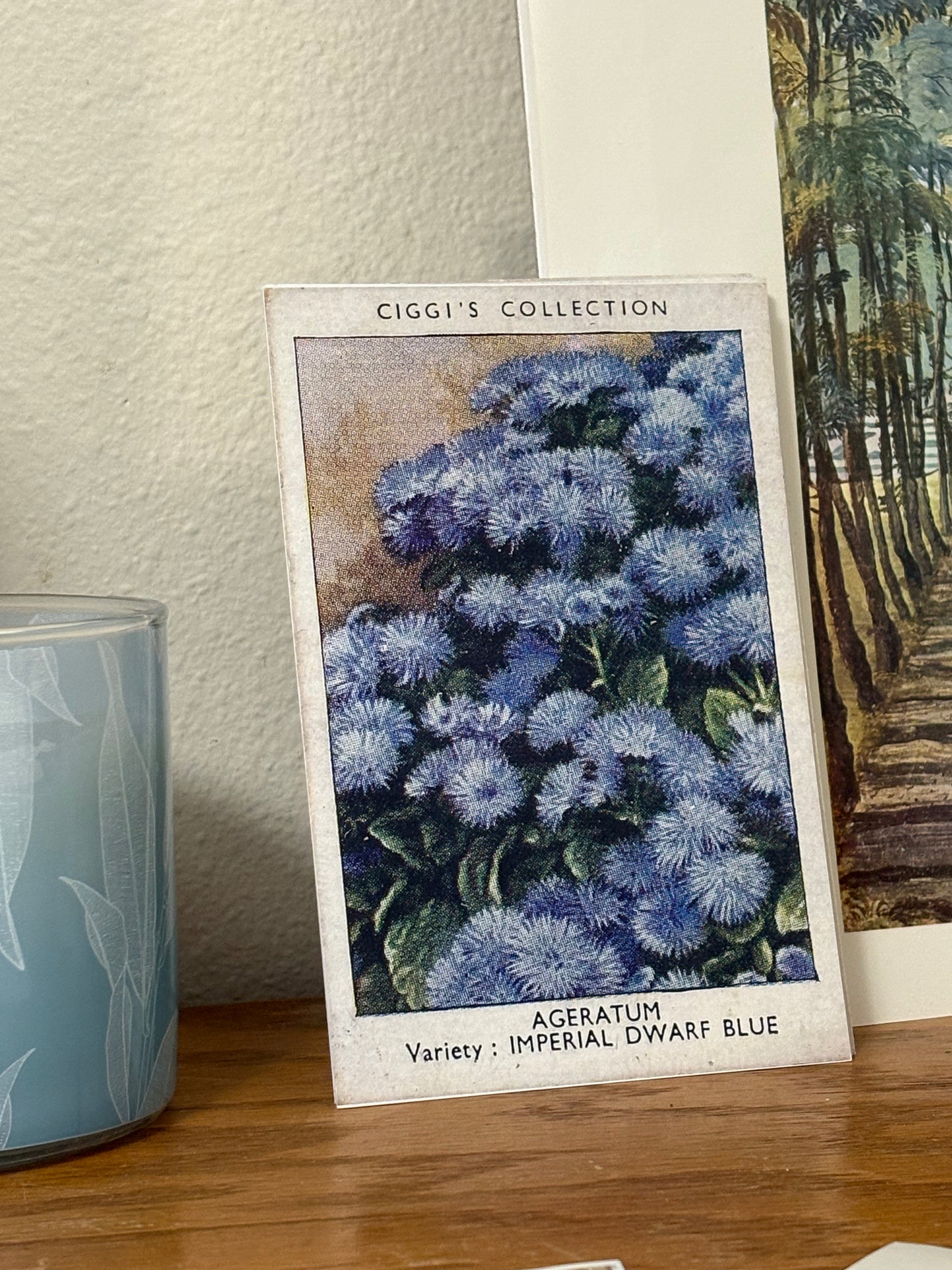 Vintage Ageratum Flower Print | 1930's Cigarette Card