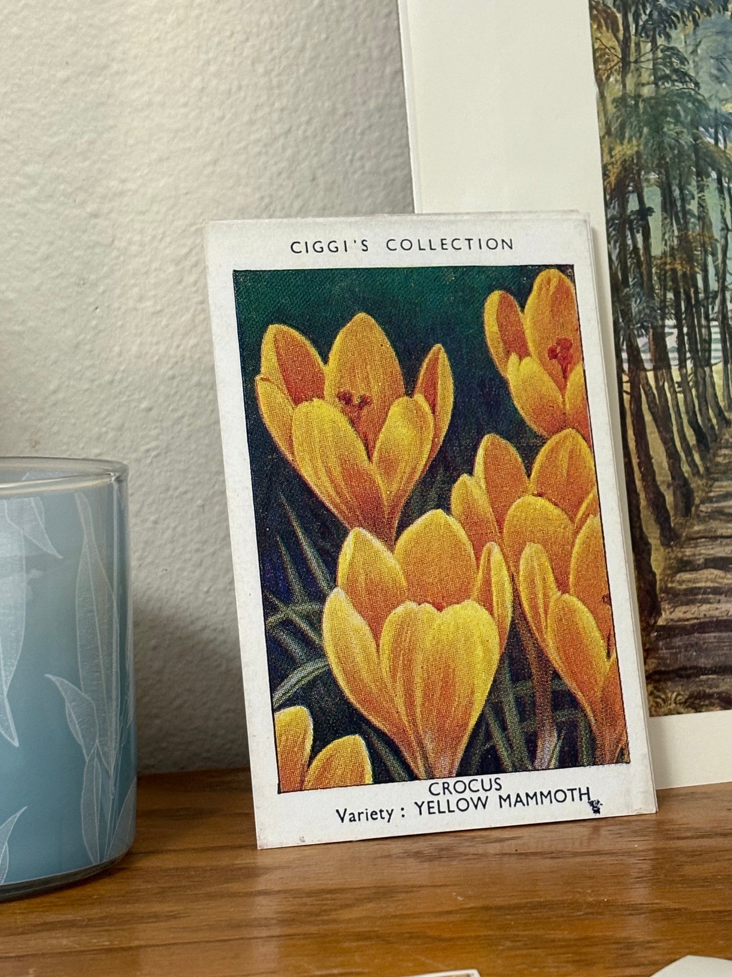 Vintage Crocus Flower Print | 1930's Cigarette Card