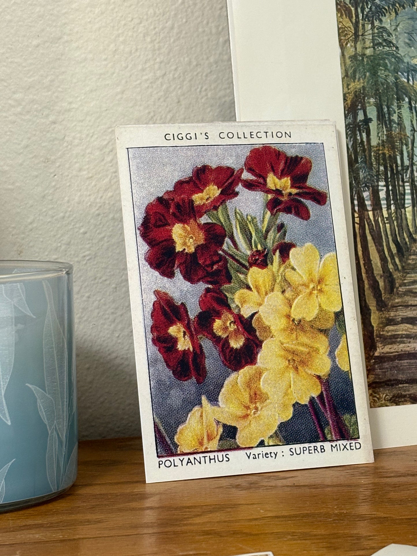 Vintage Polyanthus Primrose Print #1 | 1930s Cigarette Card Art